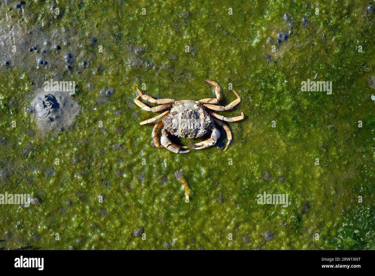 European green Crab (Carcinus maenas), Wadden Sea, North Sea, Wattenmeer National Park,Germany Stock Photo