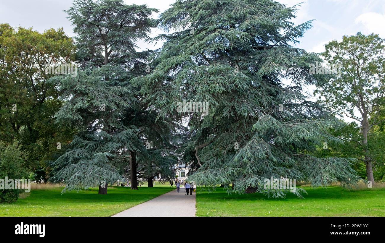 Giant cedar trees and people walking along path view at Kew Gardens in summer August 2023 London England UK KATHY DEWITT Stock Photo
