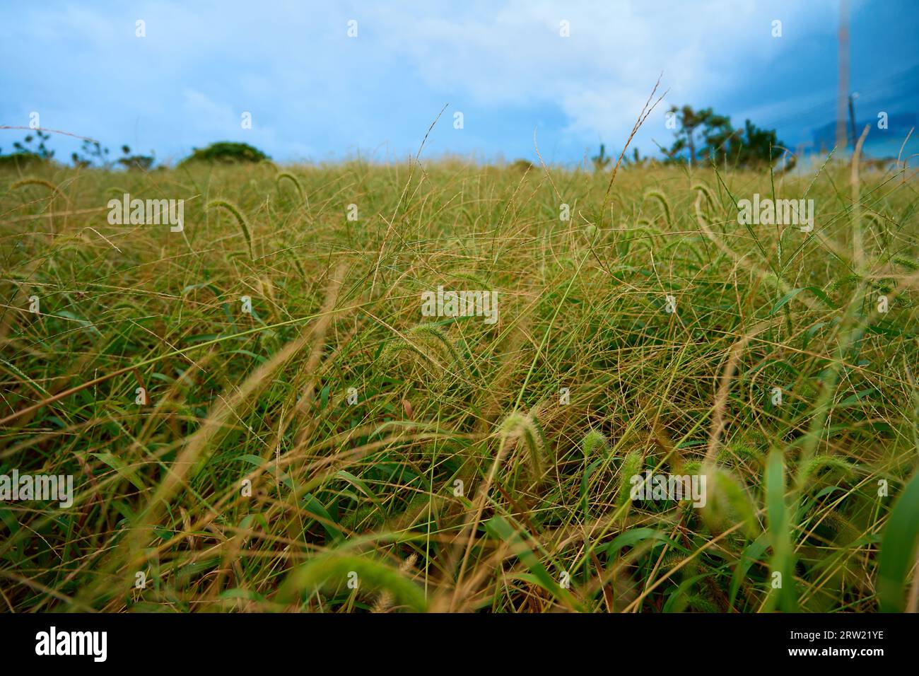 A landscape of a grassy field filled with dandelions and a blue sky Stock Photo
