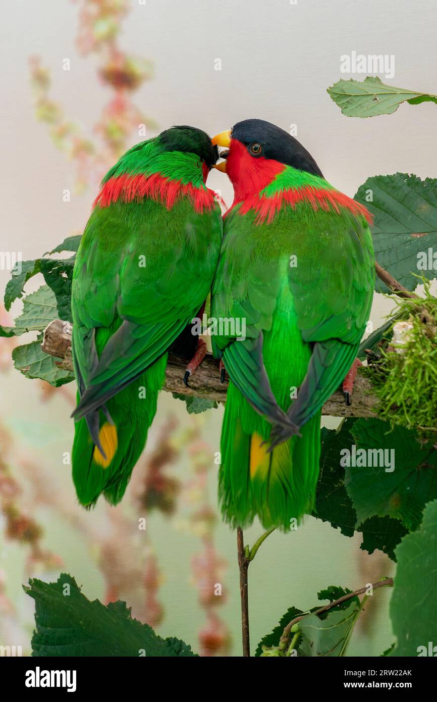 Collared lory Stock Photo