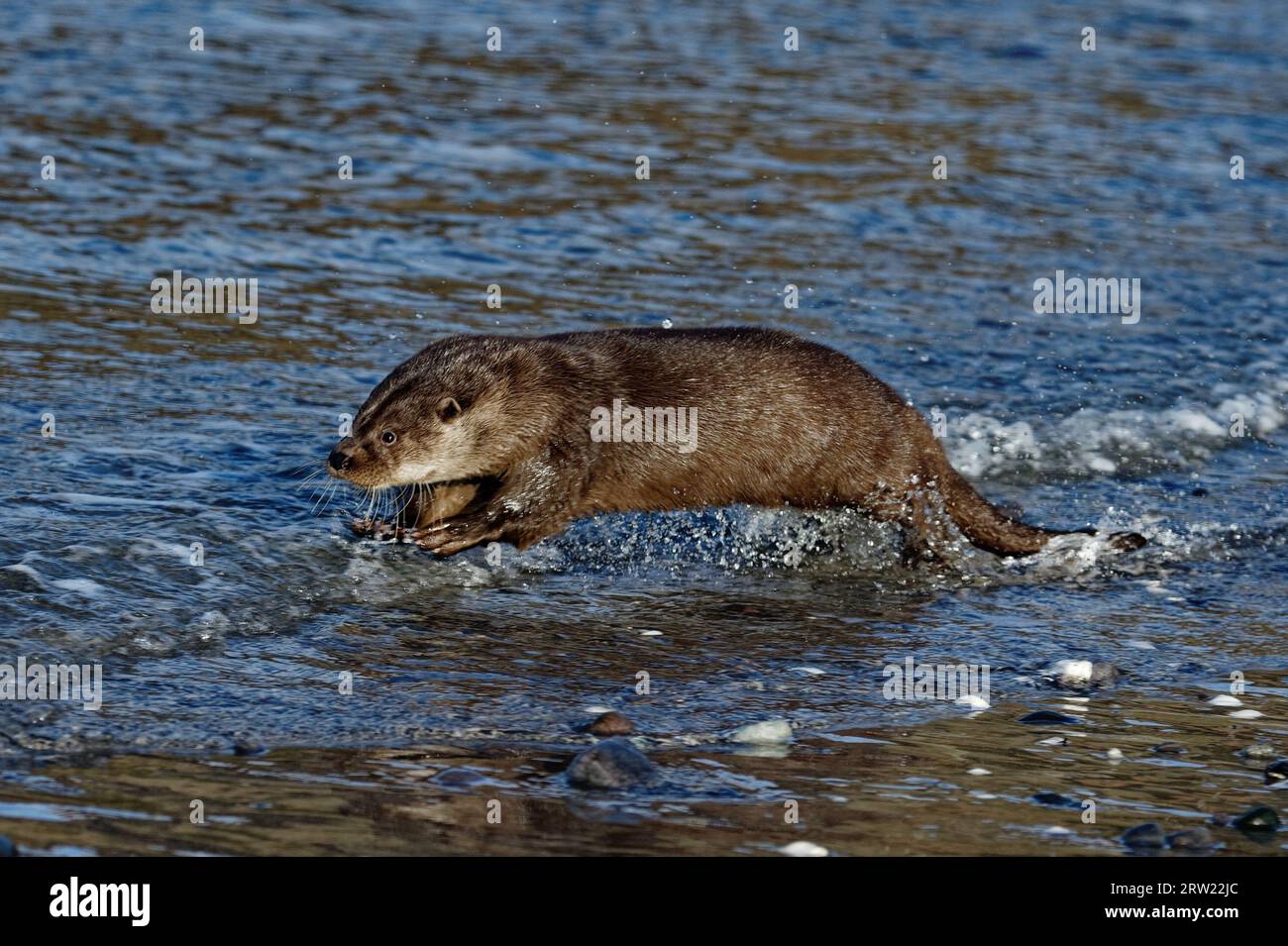 Eurasian Otter (Lutra lutra) Immature running through water at edge of beach. Stock Photo