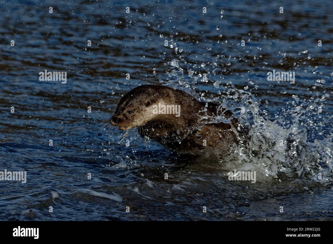 Eurasian Otter (Lutra lutra) Immature running through water at edge of beach. Stock Photo