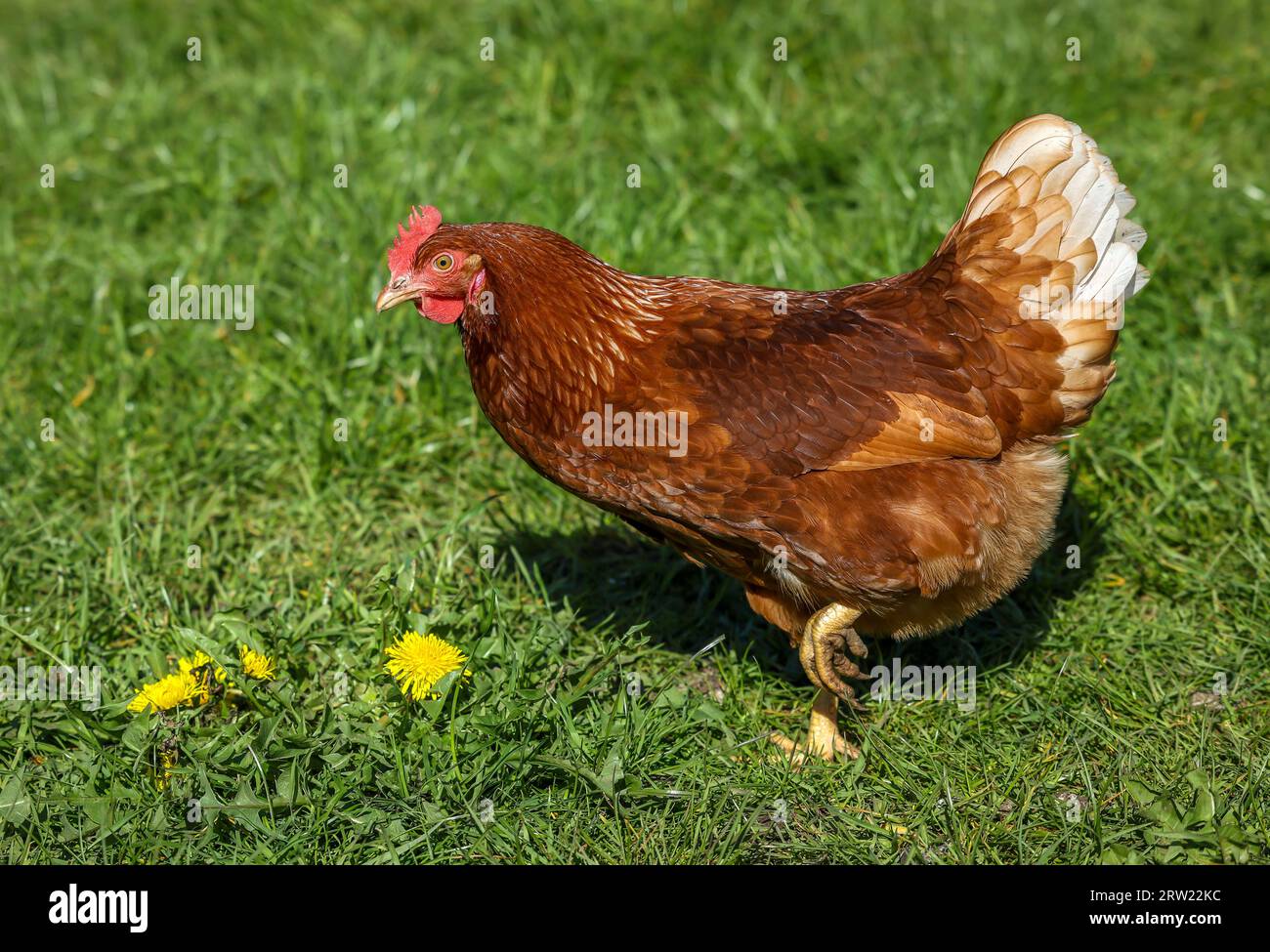 17.04.2023, Germany, North Rhine-Westphalia, Wesel - Free-range organic chickens on a meadow in front of a chicken mobile. Free-range chickens live ou Stock Photo