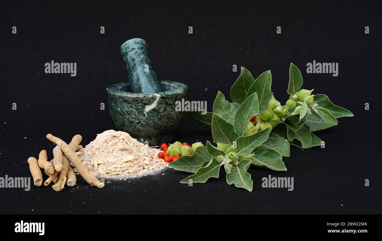 Ashwagandha Fresh Green Leaves on the Stem, Medicinal Herb Plant, also