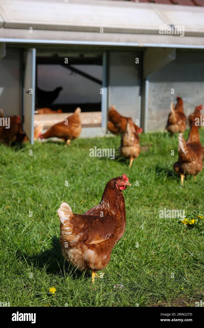 17.04.2023, Germany, North Rhine-Westphalia, Wesel - Free-range organic chickens on a meadow in front of a chicken mobile. Free-range chickens live ou Stock Photo