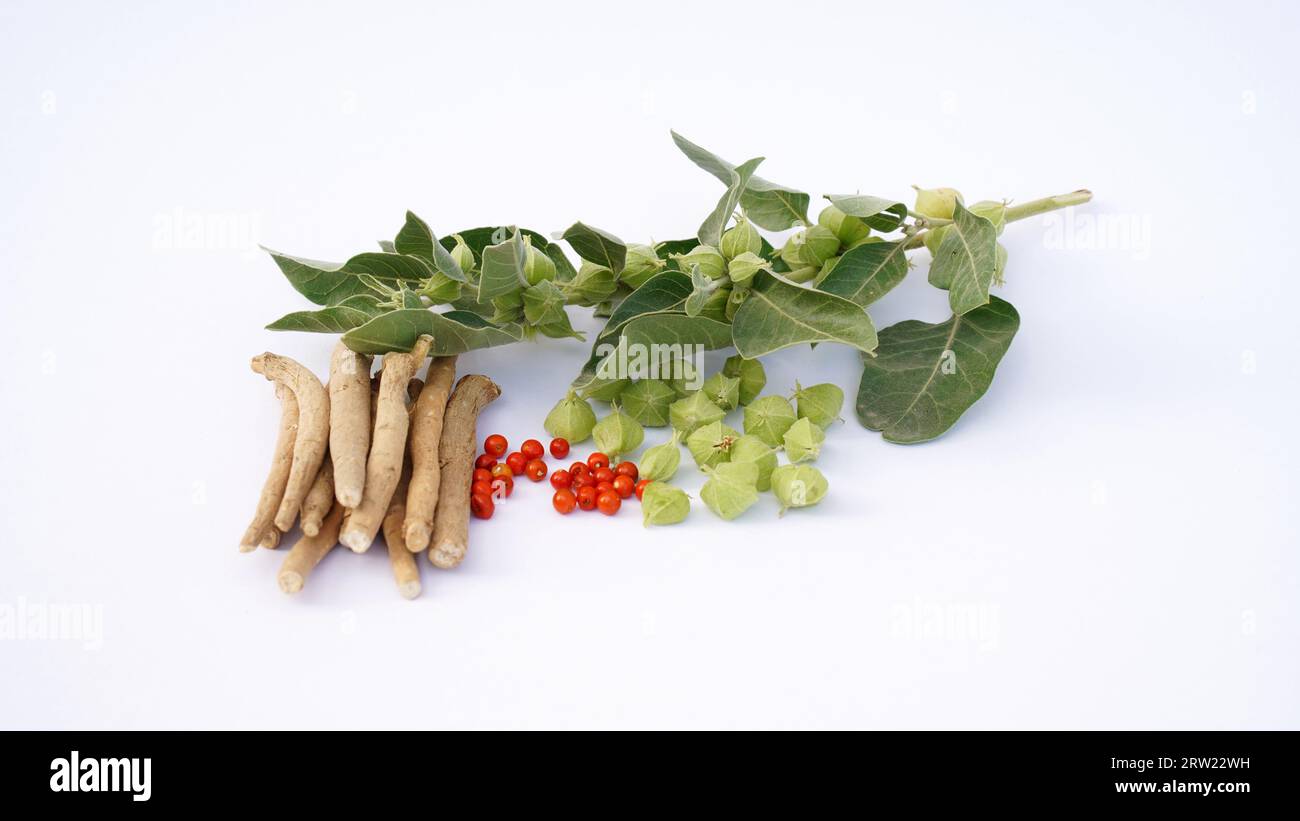 Ashwagandha Dry Root Medicinal Herb with Fresh Leaves, also known as