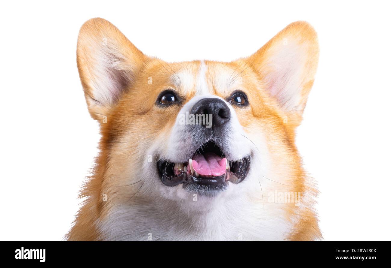 welsh corgi pembroke isolated on white background Stock Photo - Alamy