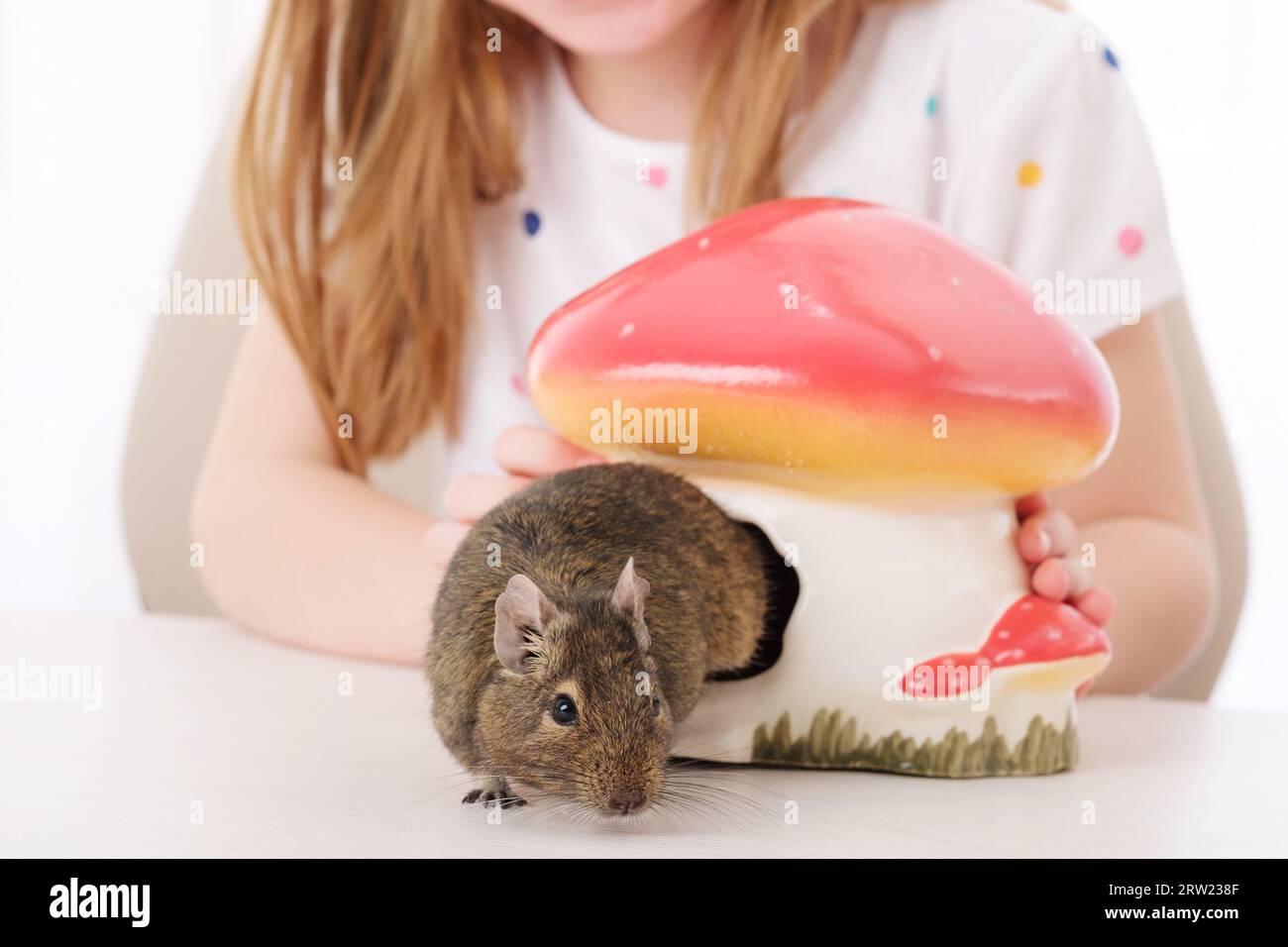 Little smiley cute girl looking at funny degu, hiding in mushroom-like hut Stock Photo