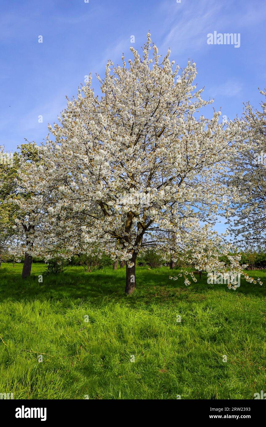 27.04.2023, Germany, North Rhine-Westphalia, Xanten - The orchards at the RVR visitor centre NaturForum Bislicher Insel have been awarded the title ex Stock Photo