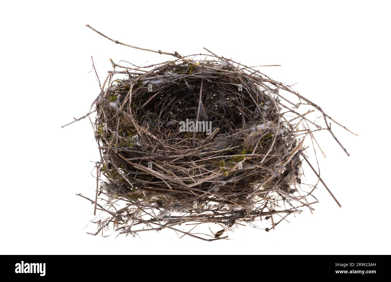 bird's nest isolated on white background Stock Photo - Alamy