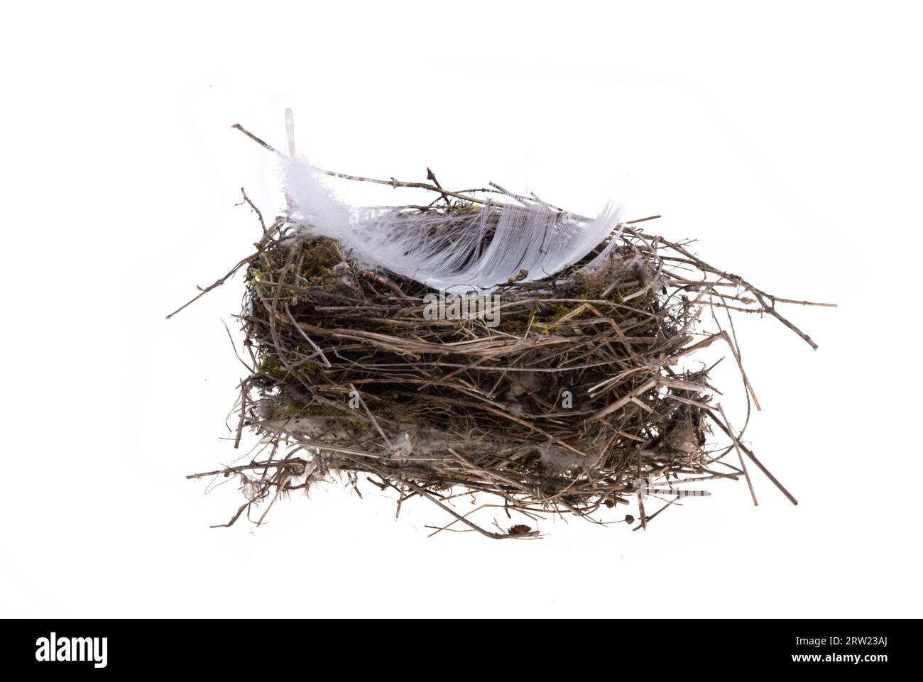 bird's nest isolated on white background Stock Photo - Alamy