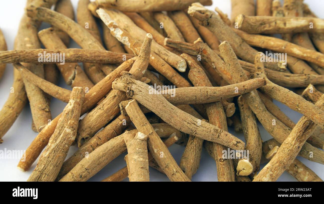 Ashwagandha Fresh Green Leaves on the Stem, Medicinal Herb Plant, also