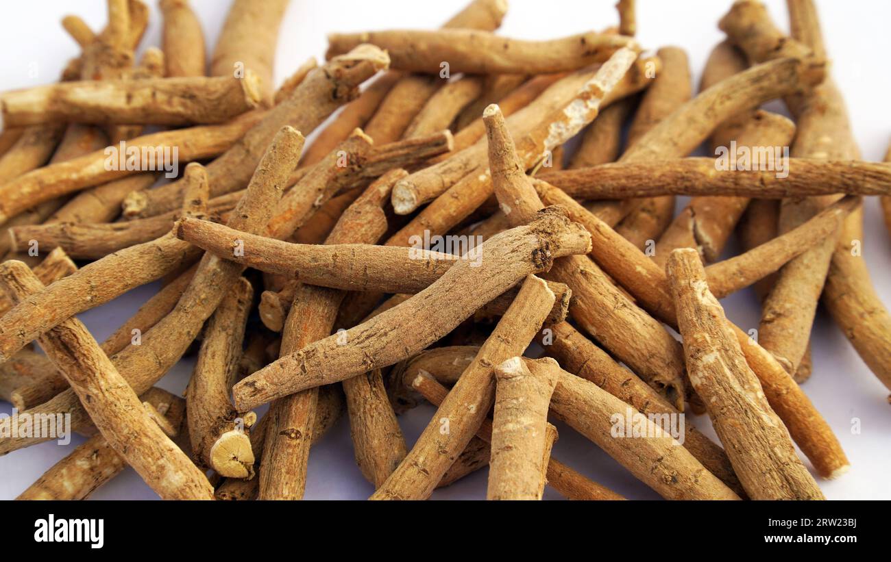 Ashwagandha Fresh Green Leaves On The Stem Medicinal Herb Plant Also Known As Withania