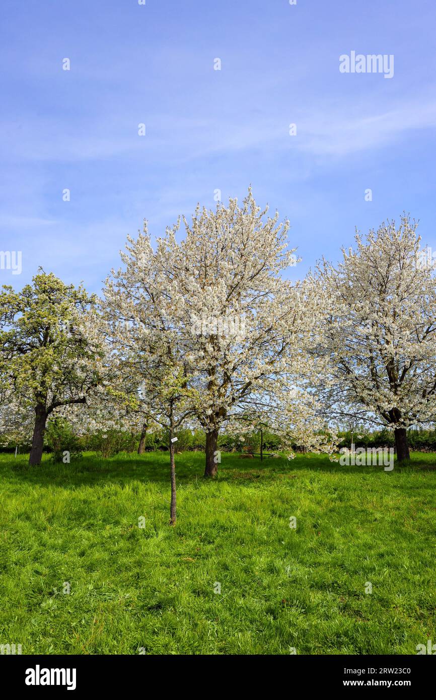 27.04.2023, Germany, North Rhine-Westphalia, Xanten - The orchard meadows at the RVR visitor centre NaturForum Bislicher Insel are awarded the title E Stock Photo