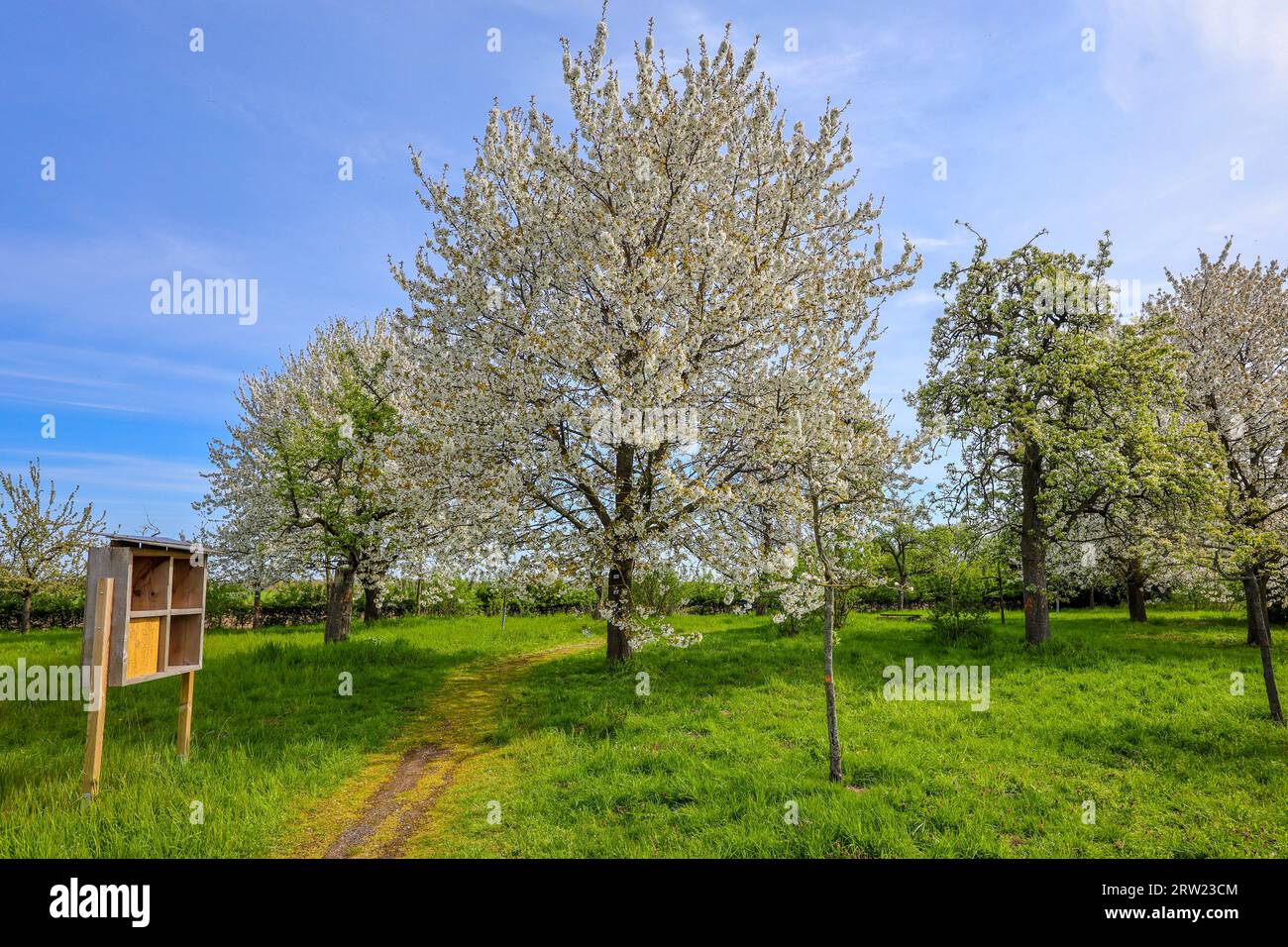 27.04.2023, Germany, North Rhine-Westphalia, Xanten - The orchards at the RVR visitor centre NaturForum Bislicher Insel have been awarded the title ex Stock Photo