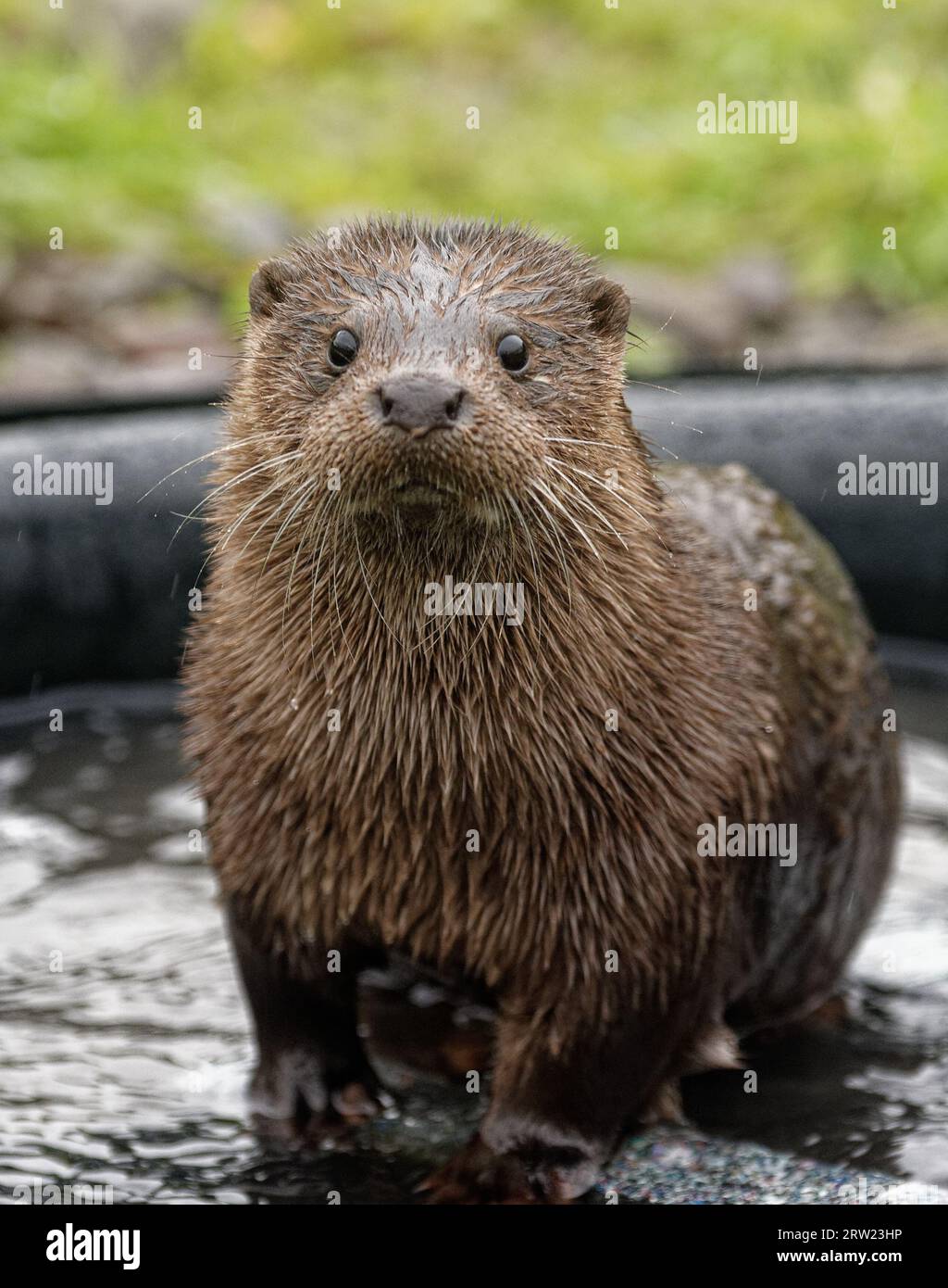 Eurasian Otter (Lutra lutra) Immature with wet fur looking. Stock Photo