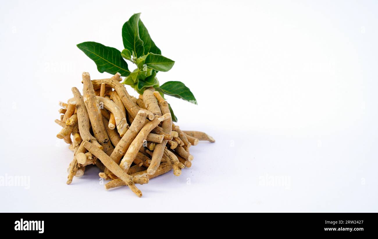 Ashwagandha Dry Root Medicinal Herb with Fresh Leaves, also known as