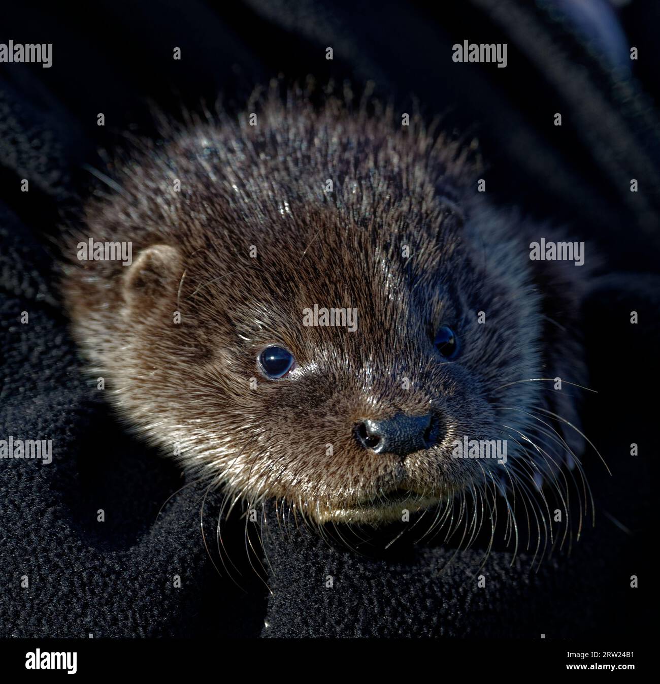 Eurasian Otter (Lutra lutra) 6 week old cub in care being held. Stock Photo