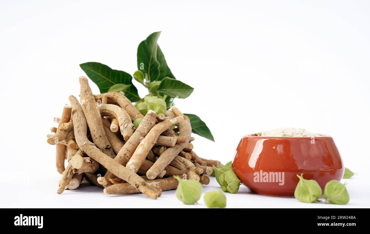 Ashwagandha Dry Root Medicinal Herb with Fresh Leaves, also known as ...
