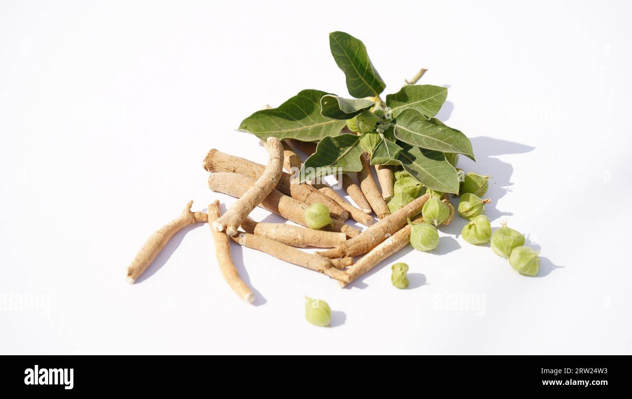 Ashwagandha Dry Root Medicinal Herb with Fresh Leaves, also known as
