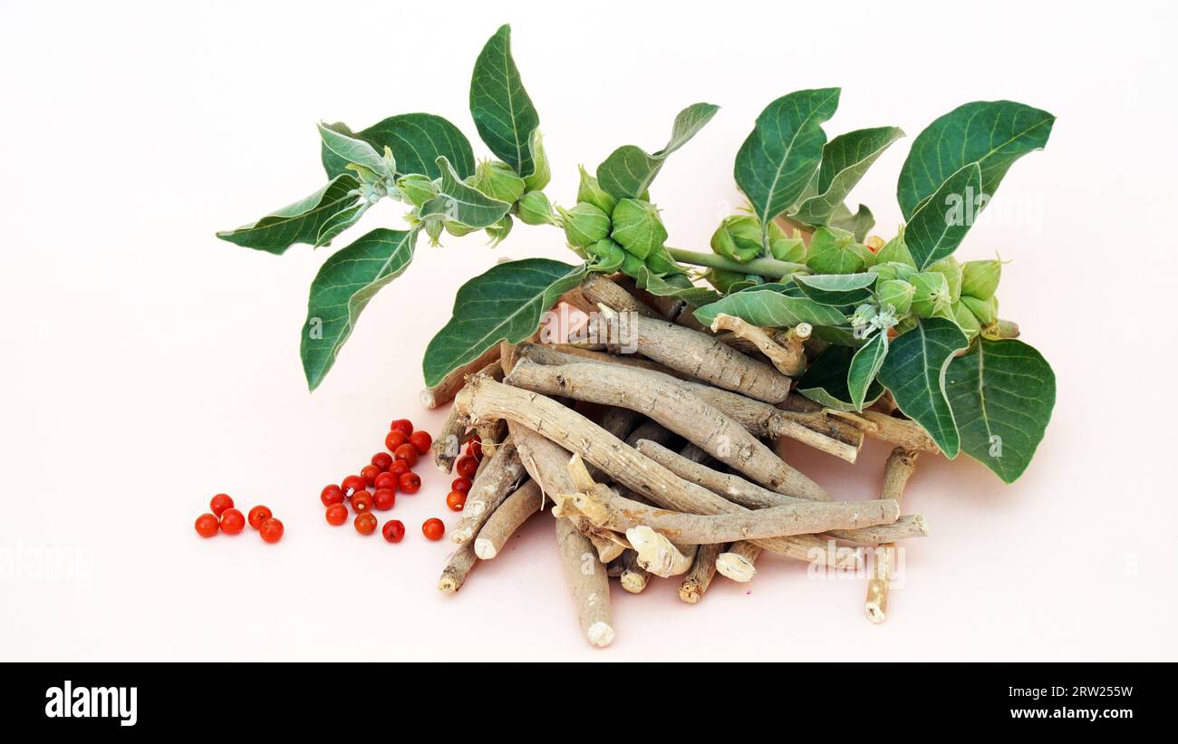 Ashwagandha Dry Root Medicinal Herb with Fresh Leaves, also known as ...