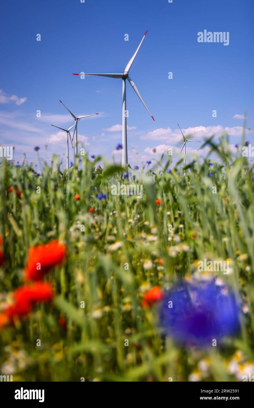 04.07.2023, Germany, North Rhine-Westphalia, Lichtenau - Wind farm in agricultural landscape, in front blue stripes on wheat field, poppies, cornflowe Stock Photo