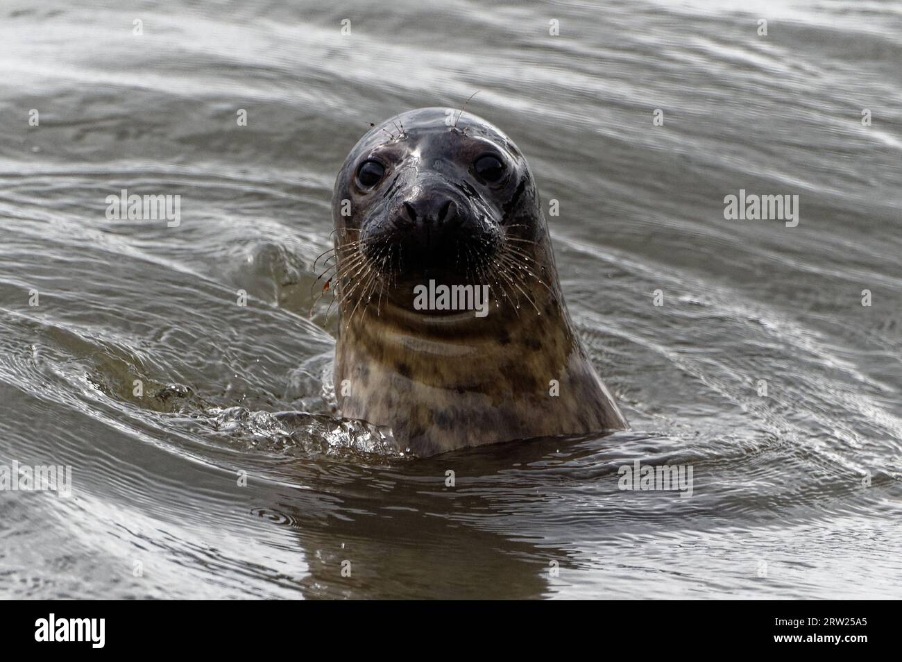 Grey Seal (Halichoerus grypus) Adult with head out of the water looking. Stock Photo