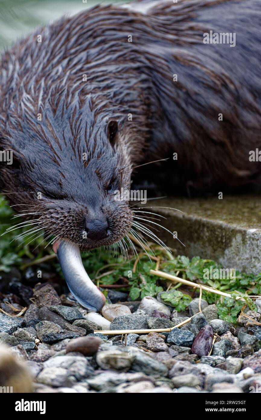 Eurasian Otter (Lutra lutra) Immature eating a lamprey out of water. Stock Photo