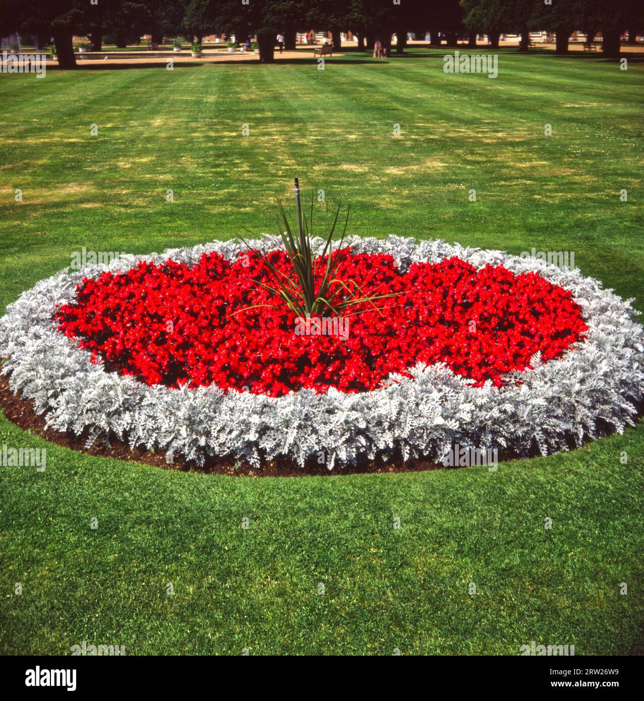Begonia semperflorens flower beds in Hampton Court Palace Gardens Stock Photo