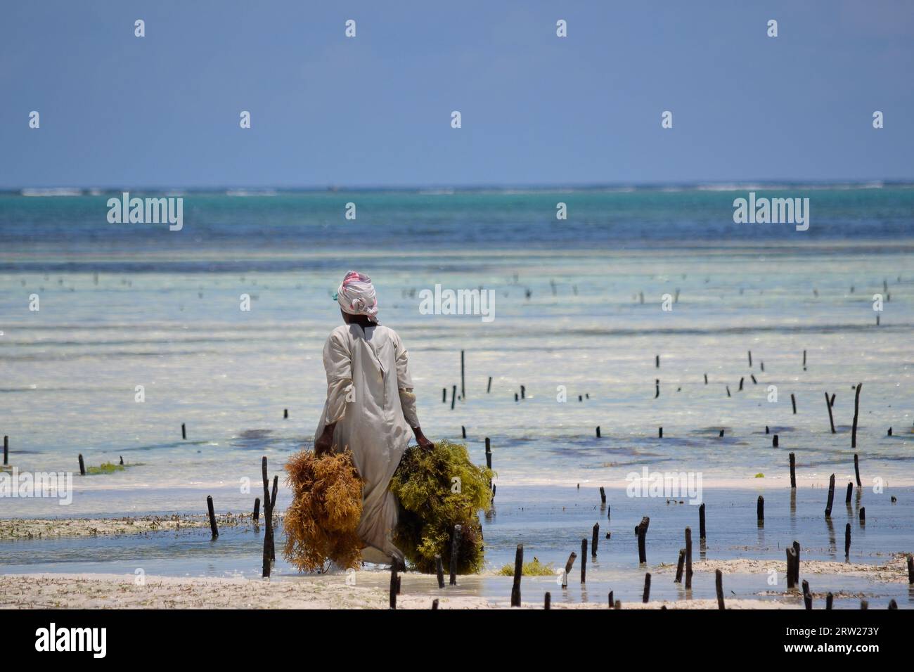 A seaweed farmer in Zanzibar Stock Photo