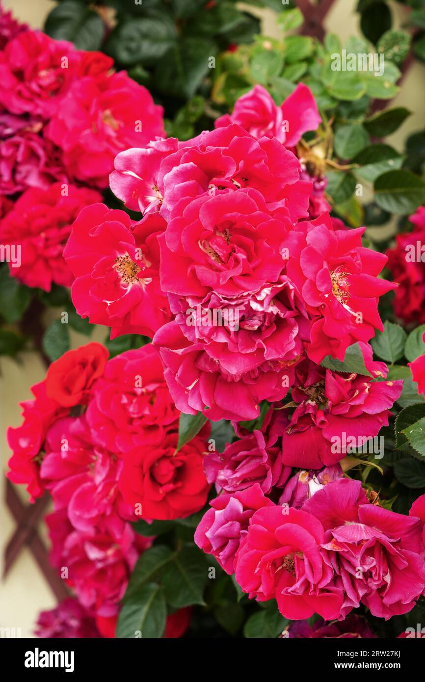 Blurry Roses Rose flower on background blurry pink roses flower in the garden of ...