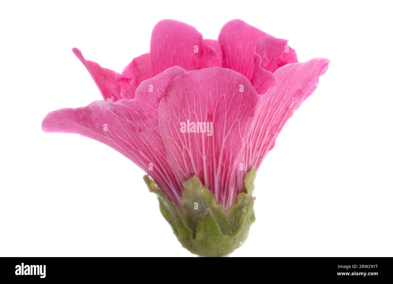 mallow flower isolated on white background Stock Photo - Alamy
