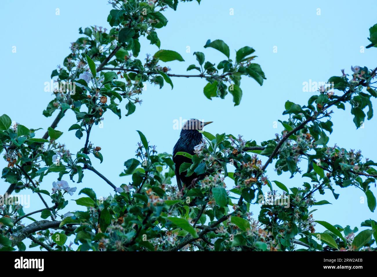bird sitting on a wire or rooftop with blue sky background Stock Photo