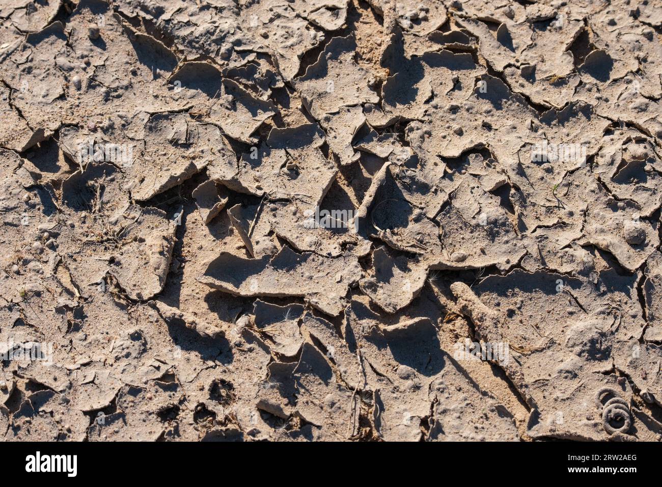 sand beach textured abstract with rocks and wooden sticks Stock Photo ...