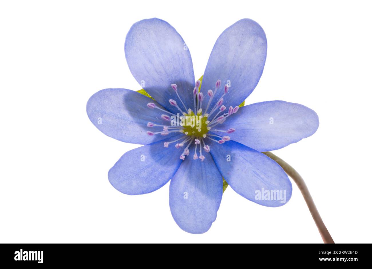 blue flower isolated on white background Stock Photo - Alamy