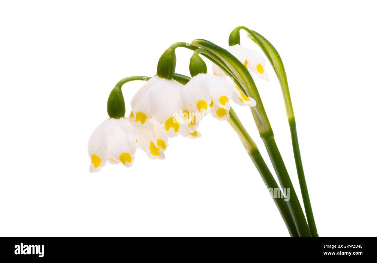 first spring flowers isolated on white background Stock Photo - Alamy