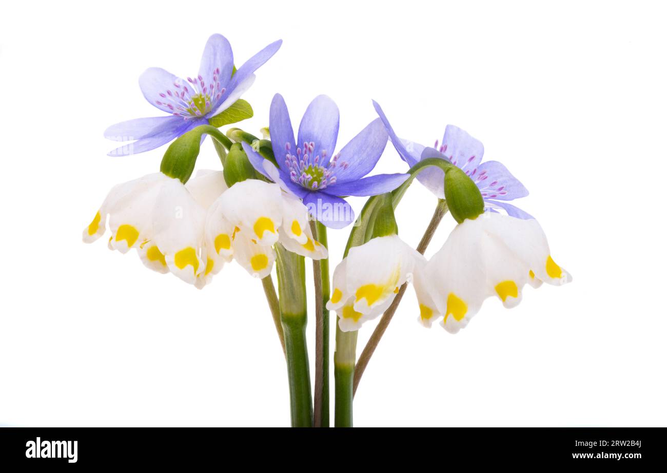 first spring flowers isolated on white background Stock Photo