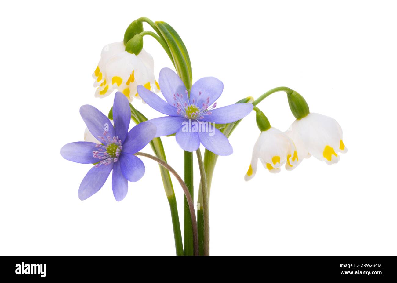 first spring flowers isolated on white background Stock Photo - Alamy
