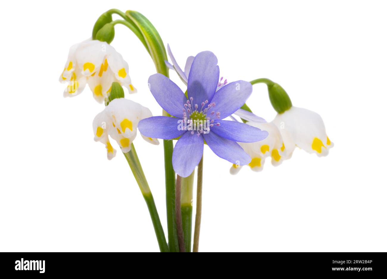 first spring flowers isolated on white background Stock Photo