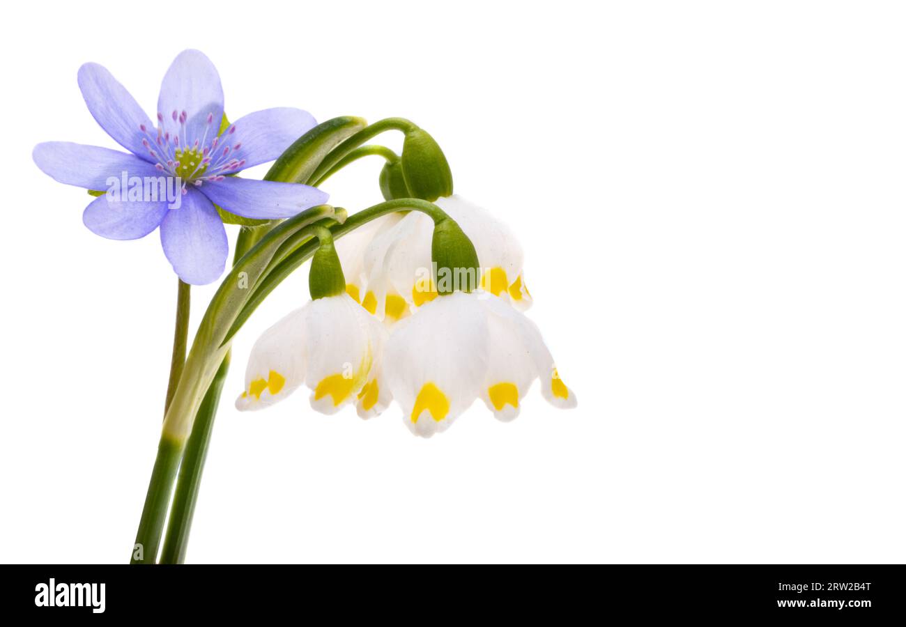 first spring flowers isolated on white background Stock Photo