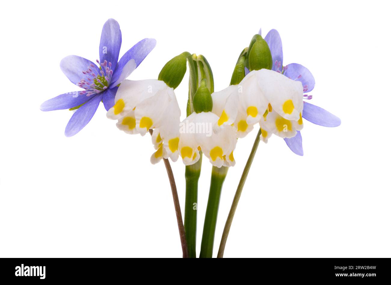 first spring flowers isolated on white background Stock Photo - Alamy