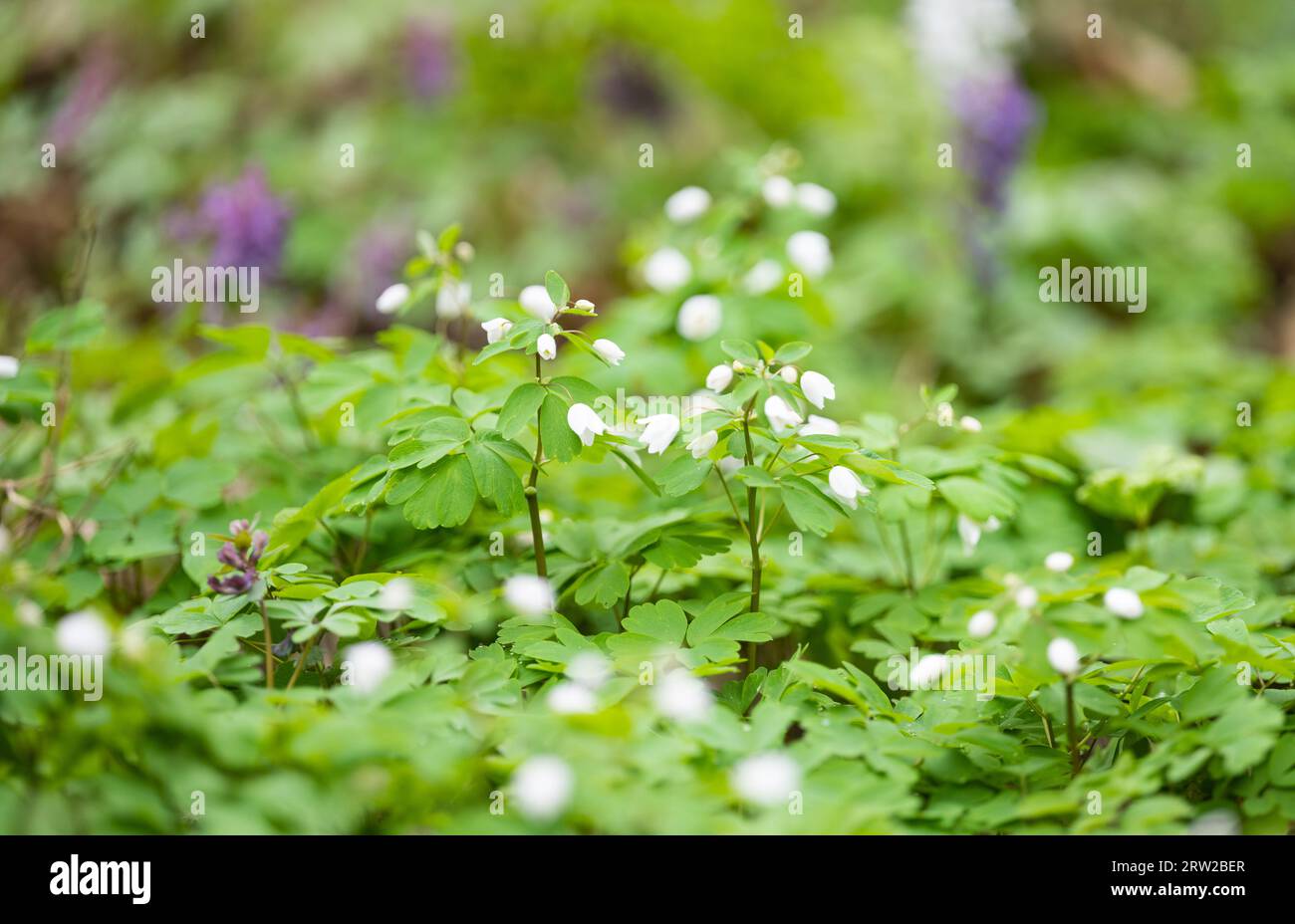 First forest flowers hi-res stock photography and images - Alamy