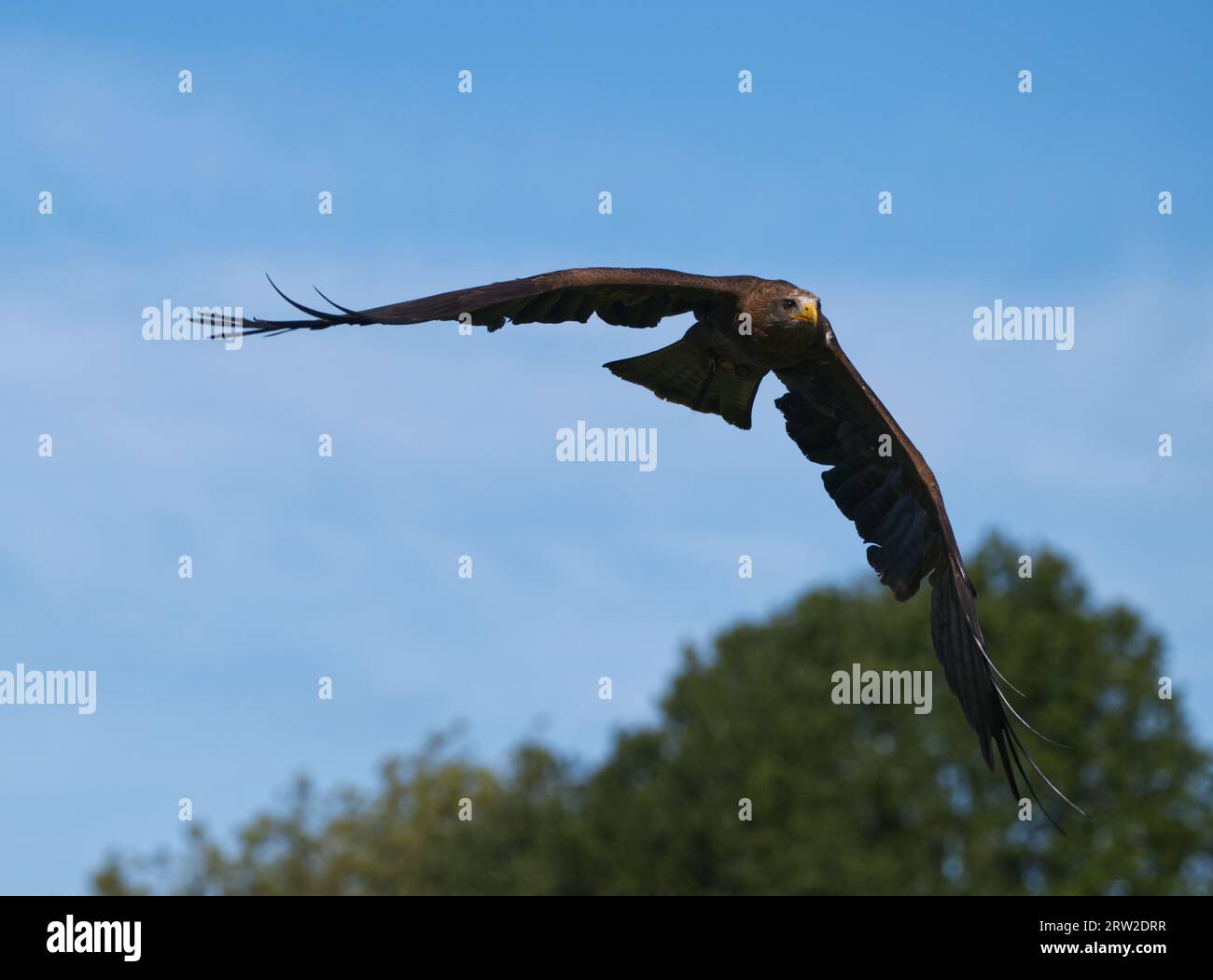 Red Kite _ Yellow-billed Kite Stock Photo