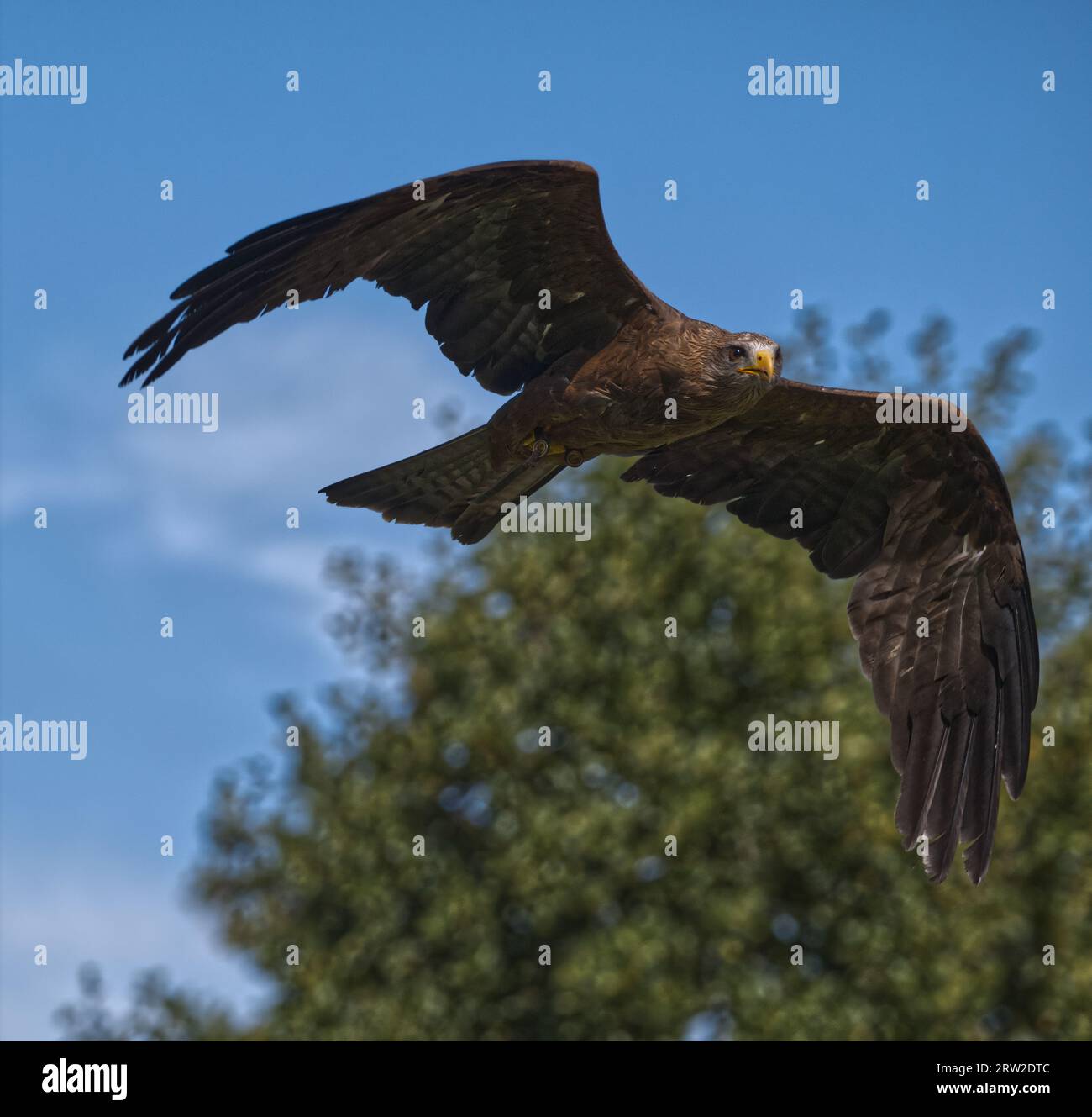 Red Kite _ Yellow-billed Kite Stock Photo