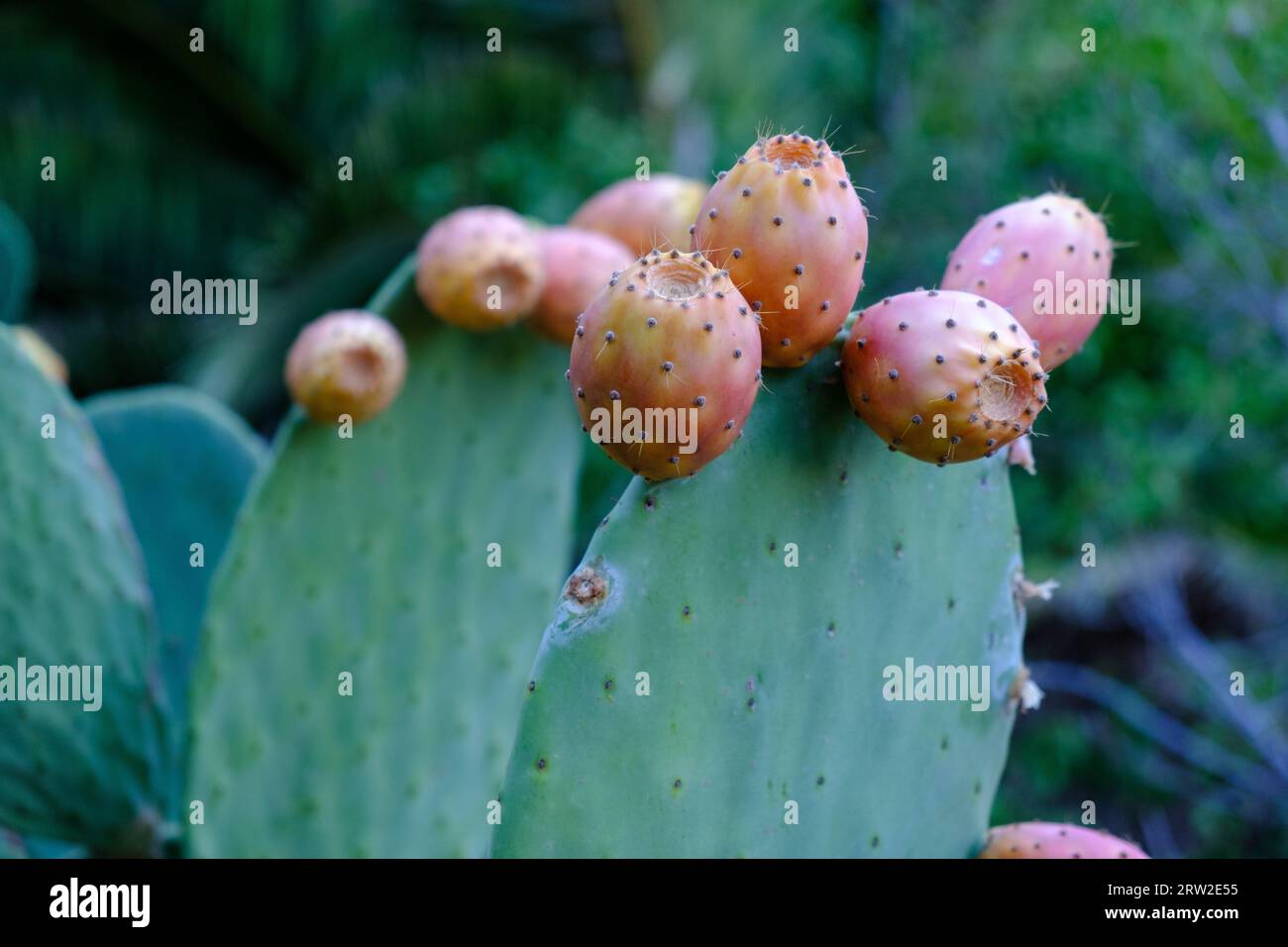 Ripe prickly pear fruit on the plant Stock Photo
