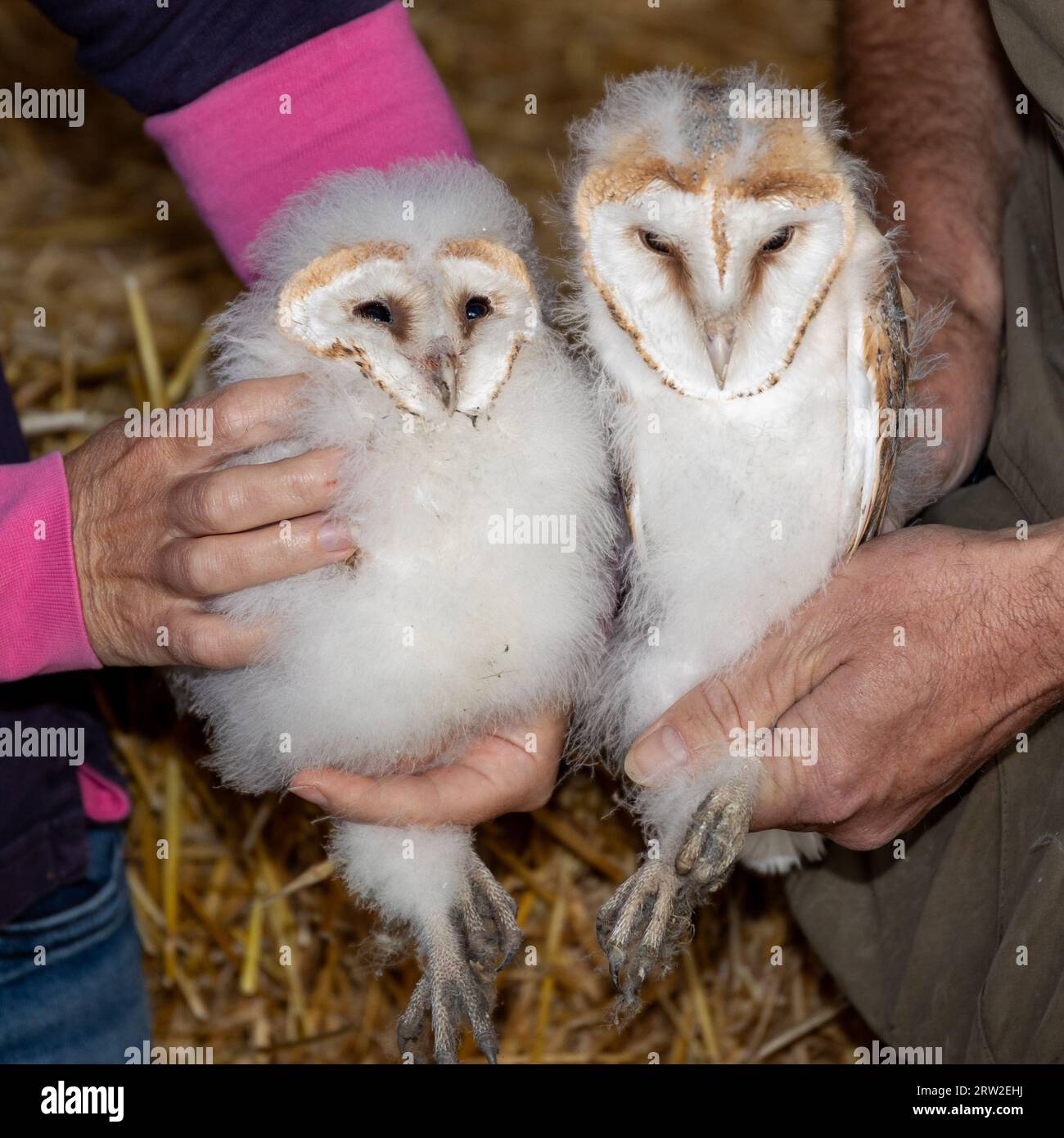 Barn owls being ringed for conservation purposes. Stock Photo