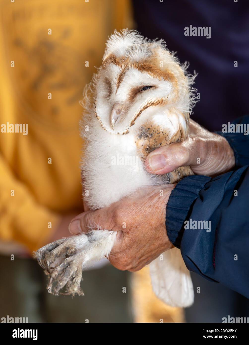 Barn owls being ringed for conservation purposes. Stock Photo