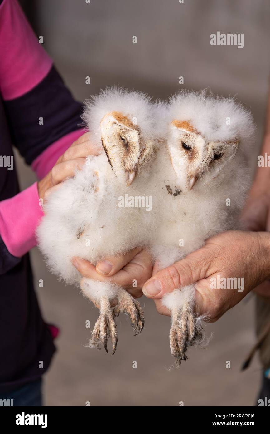 Barn owls being ringed for conservation purposes. Stock Photo