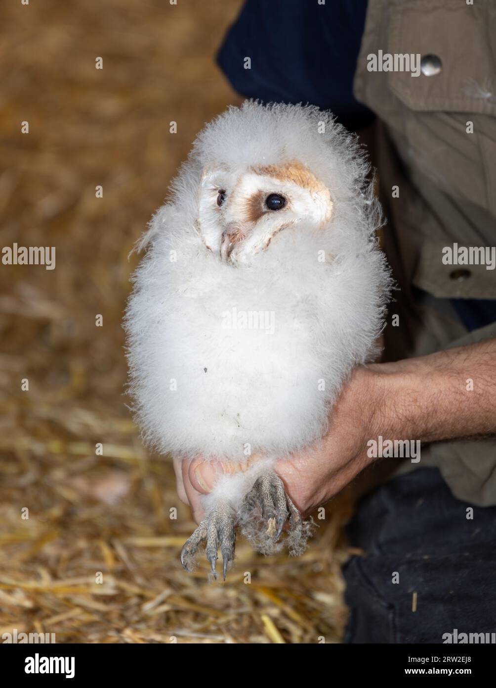Barn owls being ringed for conservation purposes. Stock Photo
