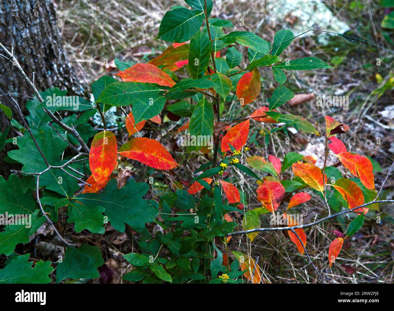Changing color hi-res stock photography and images - Alamy